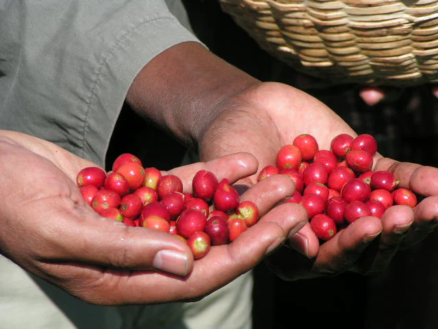 Bunna Coffee Image